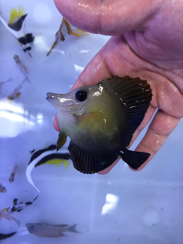 Scopas Tang (M)