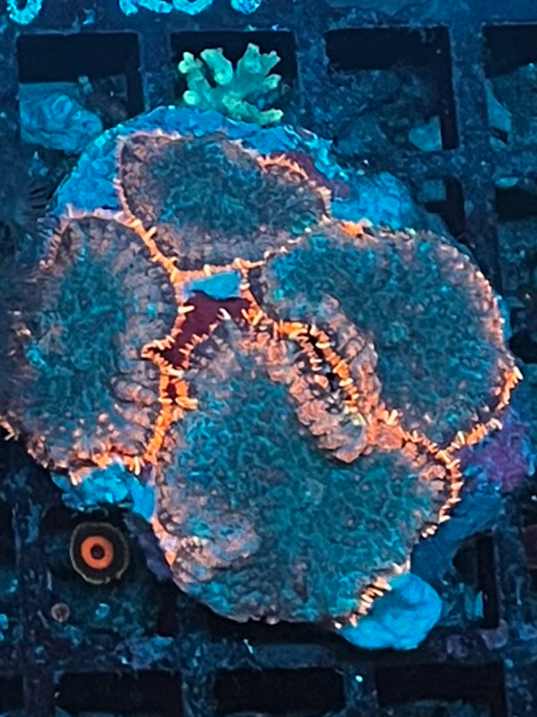 Orange rim Mushrooms (WYSWG)
