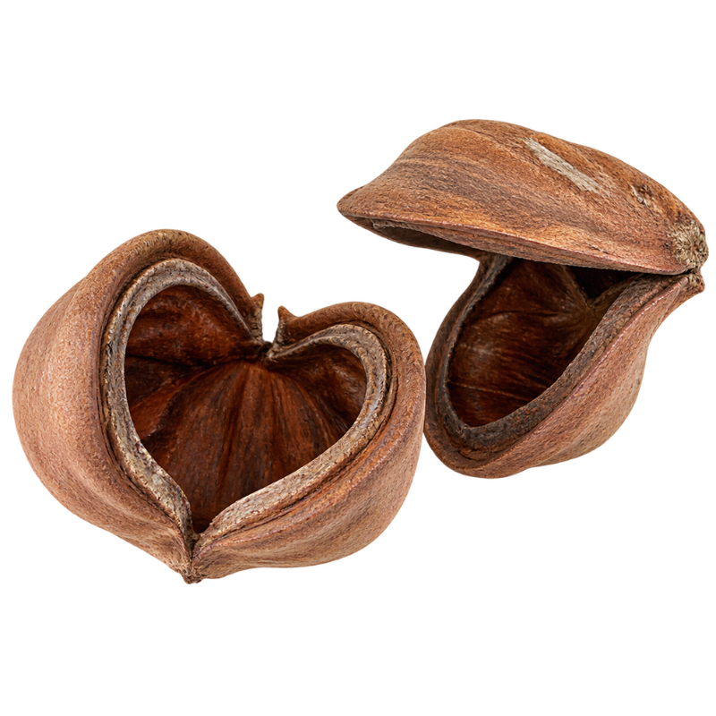 Bonsaqua Sterculia Pod