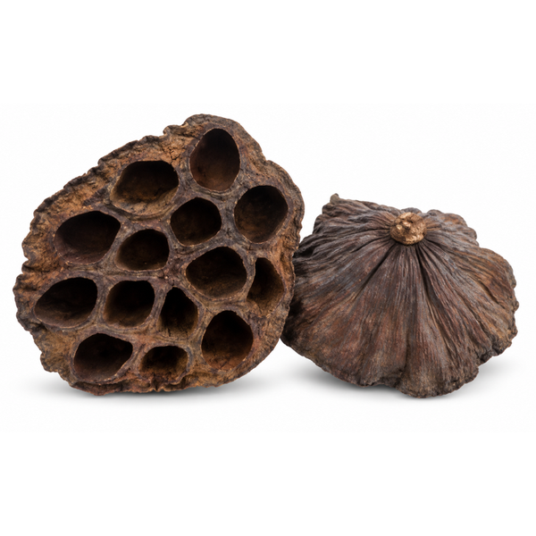 Bonsaqua Lotus Pod