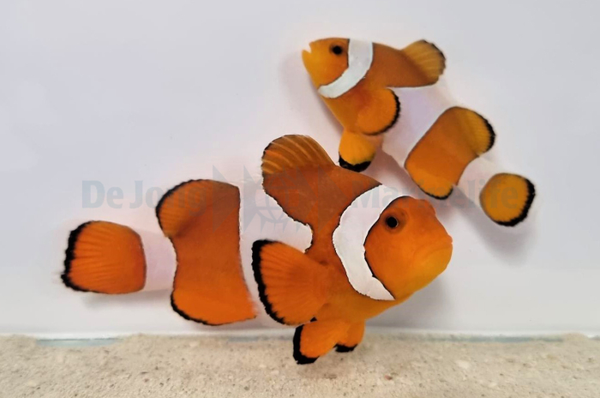 Amphiprion ocellaris pair