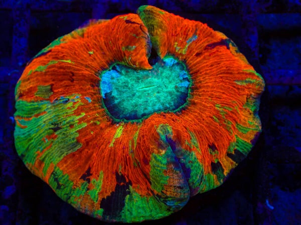 Trachyphyllia Rainbow (WYSWG)