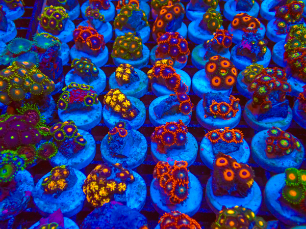 Zoa Frag (Mix) - Frag pieces