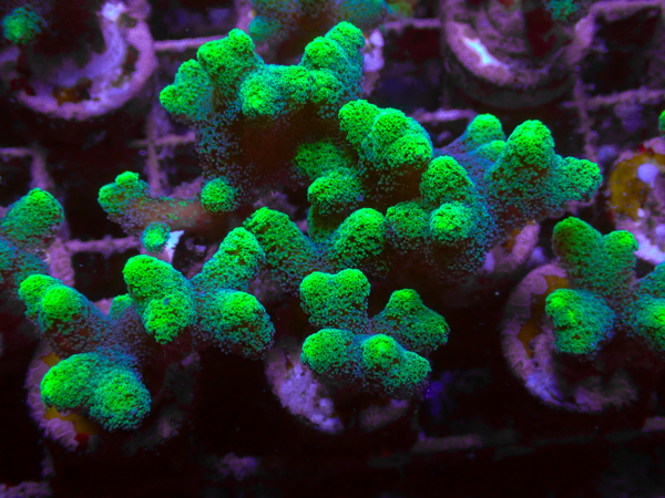 Seriatopora Caliendrum Bicolour Frags