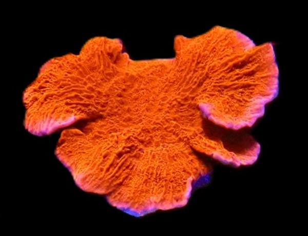 Montipora Red (WYSWG)