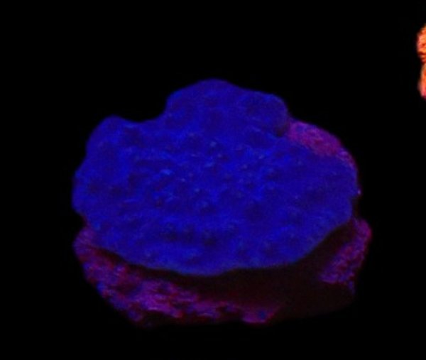 Turbinaria reniformis (blue - WYSWG)