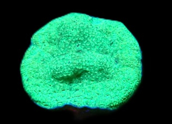 Pavona maldivensis (Green) (frag) - WYSWG