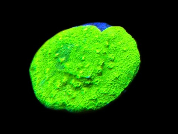 Astreopora spp. (Green) (frag) - WYSWG
