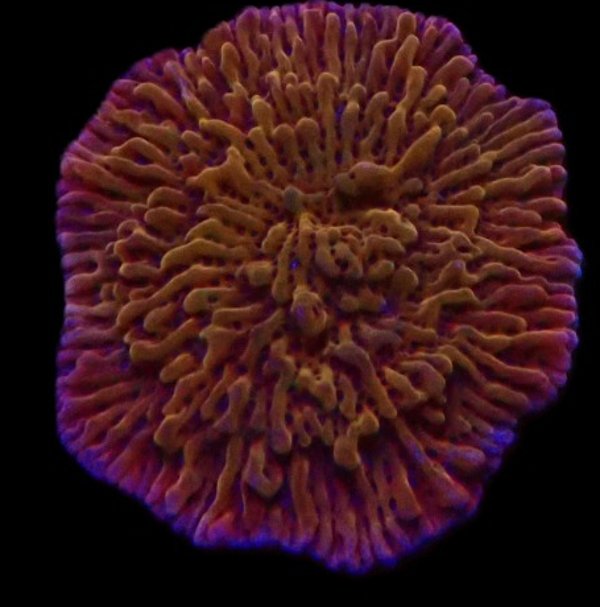 Montipora - WYSWG