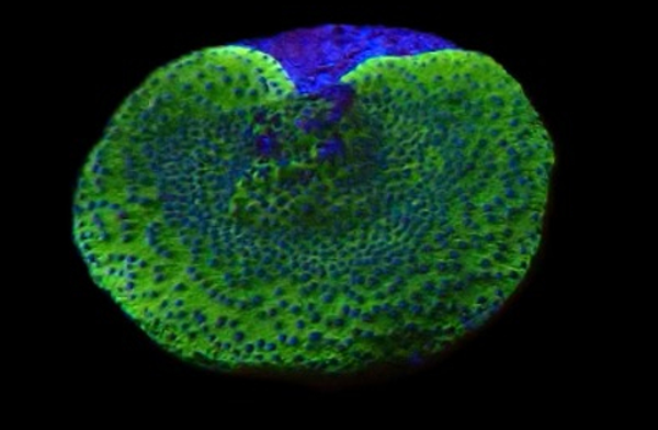 Montipora - WYSWG #2