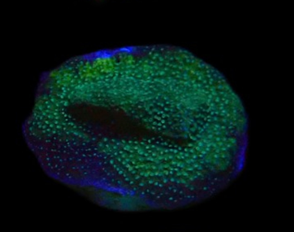 Montipora - WYSWG #3