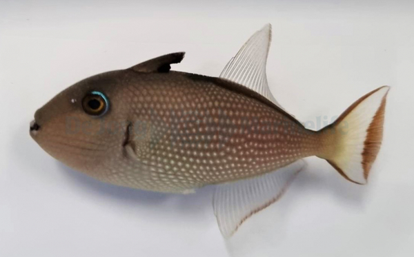 xanthichthys auromarginatus female