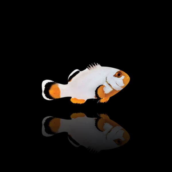 Amphiprion Platinum