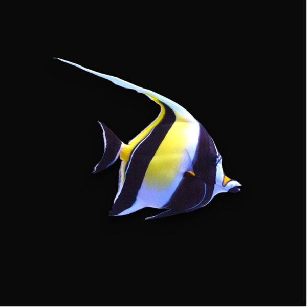 Zanclus Cornutus (M/L)