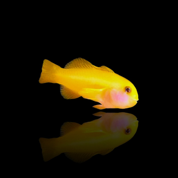 Gobiodon Okinawae - Yellow Clown Goby