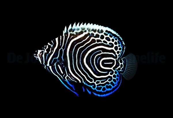 Pomacanthus imperator - Captive Bred (cautividad)
