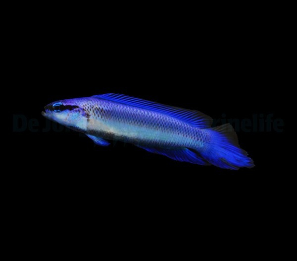 Pseudochromis indigo - Captive bred