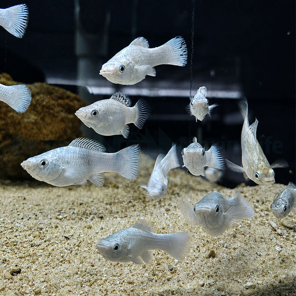 Poecilia latipinna (marine water acclimated)