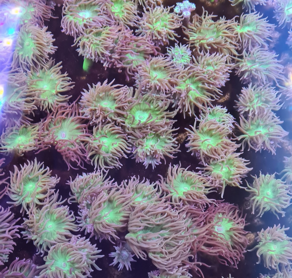 Duncanopsammia axifuga (3 polyps)