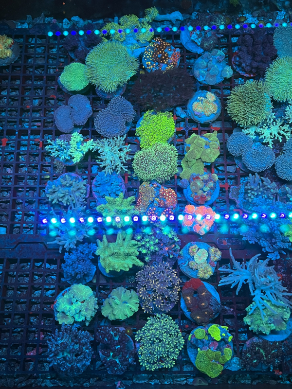 Misc Soft corals (consult for available corals)