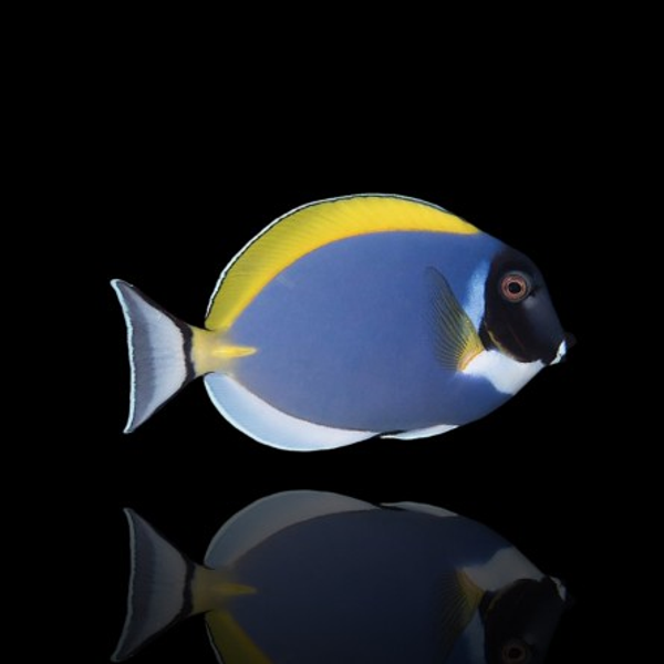 Acanthurus leucosternon (M/L)
