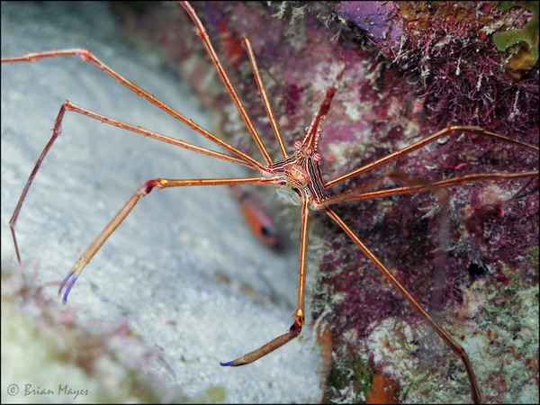 Stenorhynchus seticornis