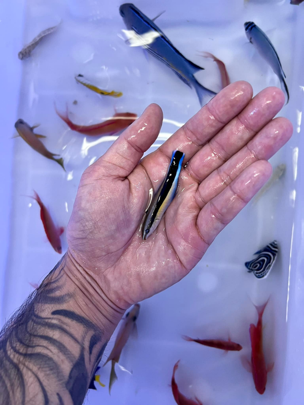Labroides dimidiatus (Bluestreak Cleaner Wrasse)