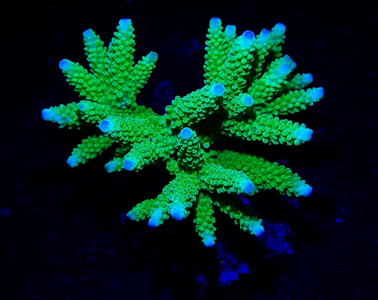 Acropora L (WYSWG 1)