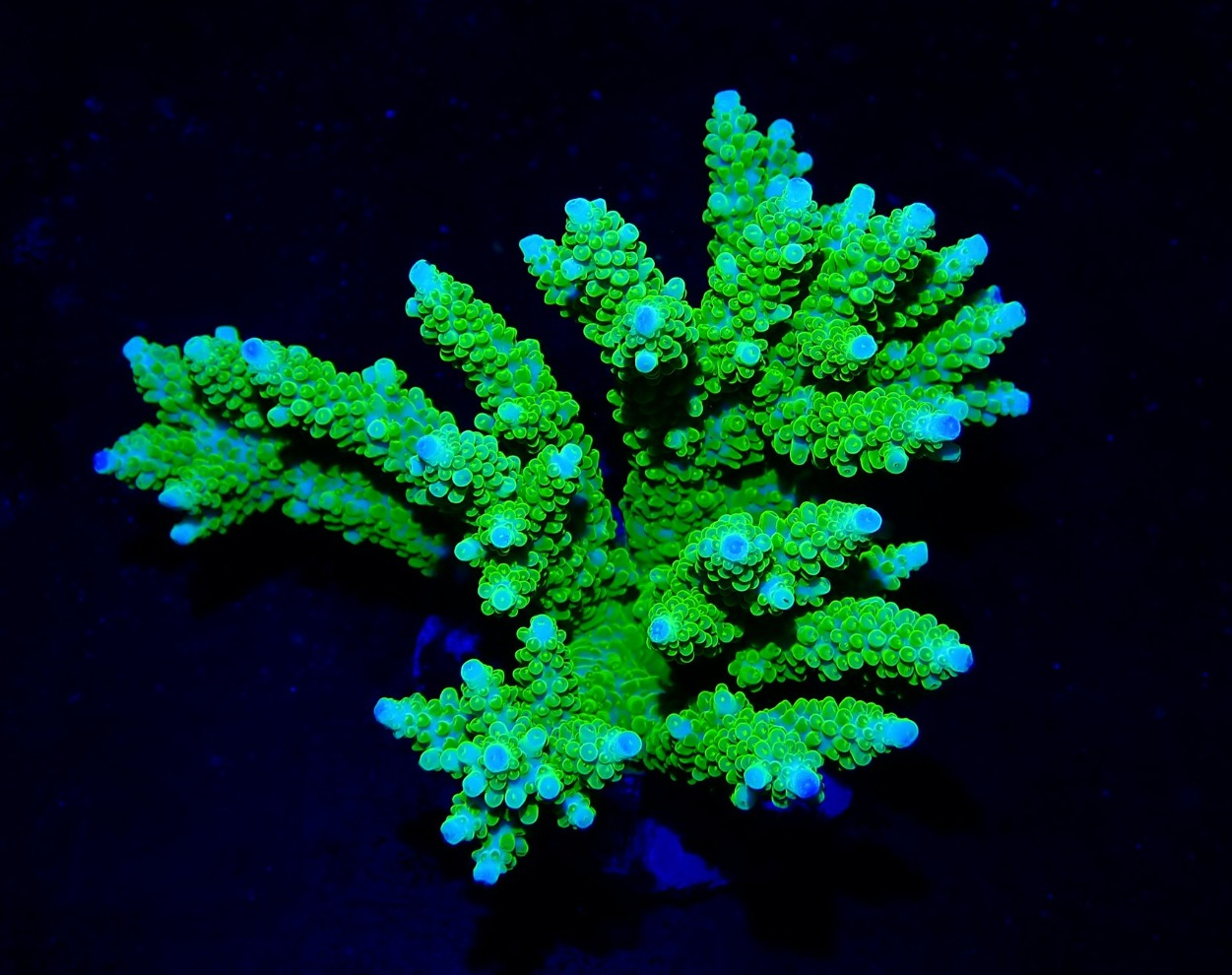 Acropora  (WYSWG) - #2