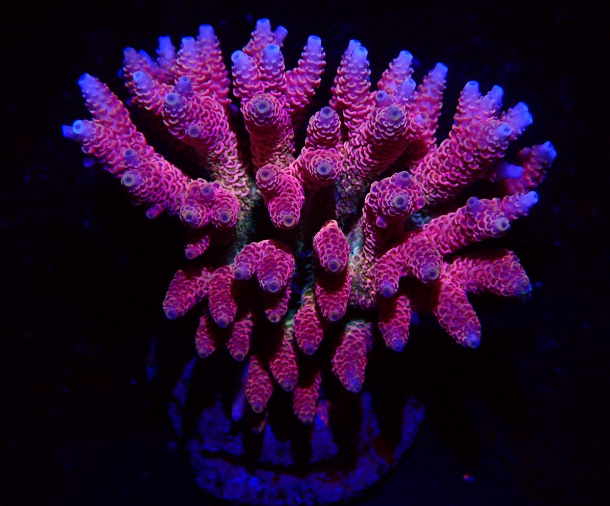 Acropora (WYSWG) - #3