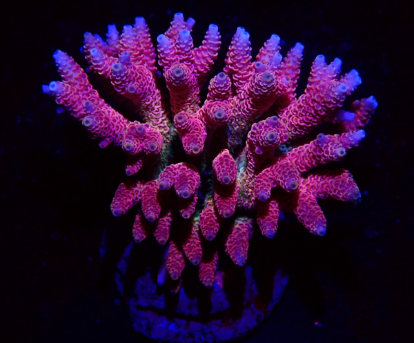 Acropora (WYSWG) - #3