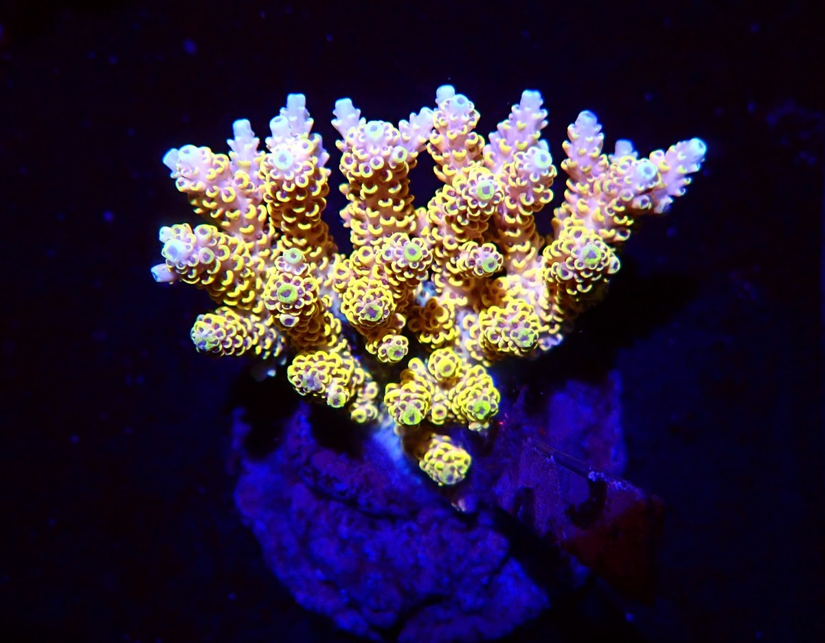 Acropora (WYSWG) - #4