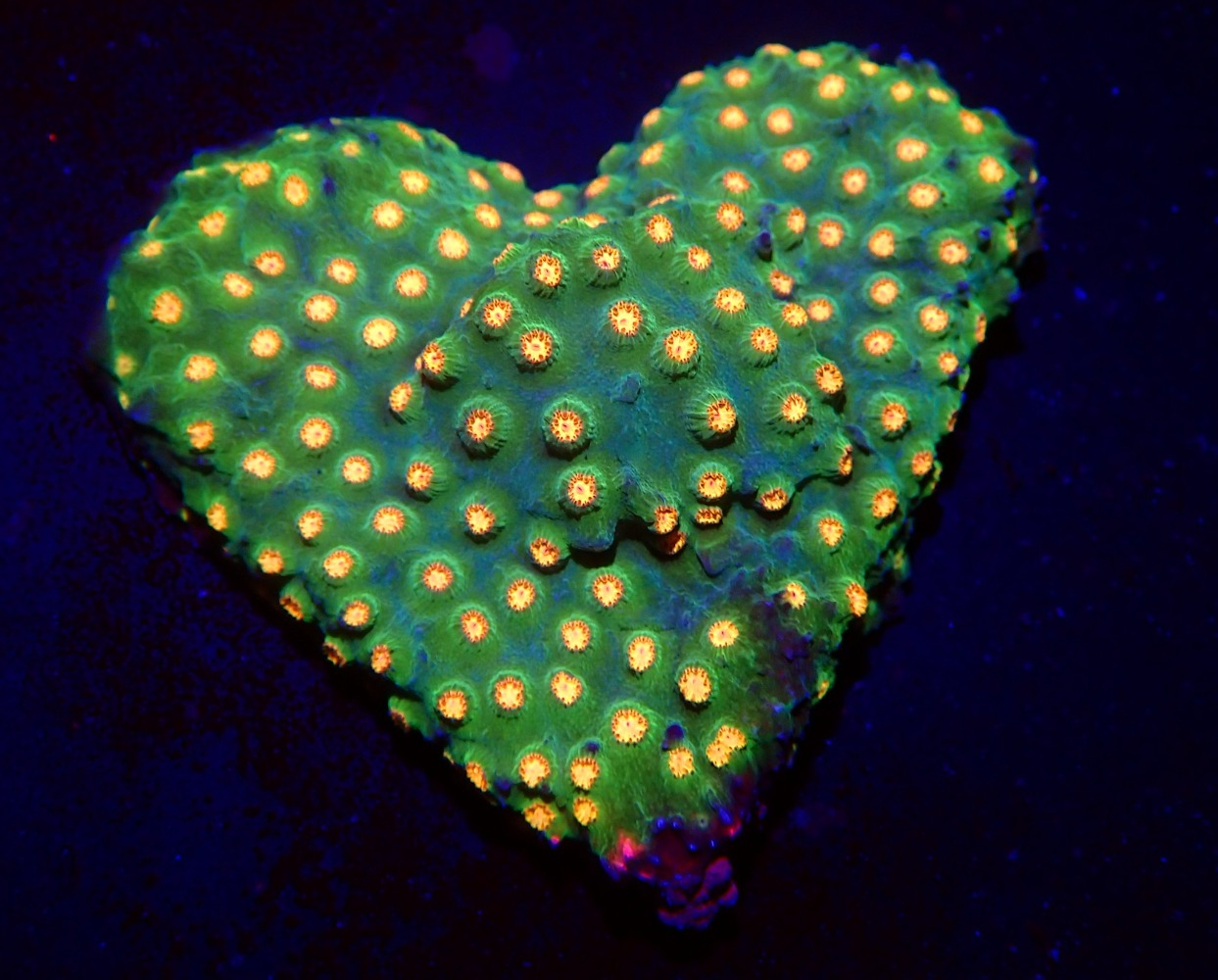 Cyphastrea spp WYSWG heart