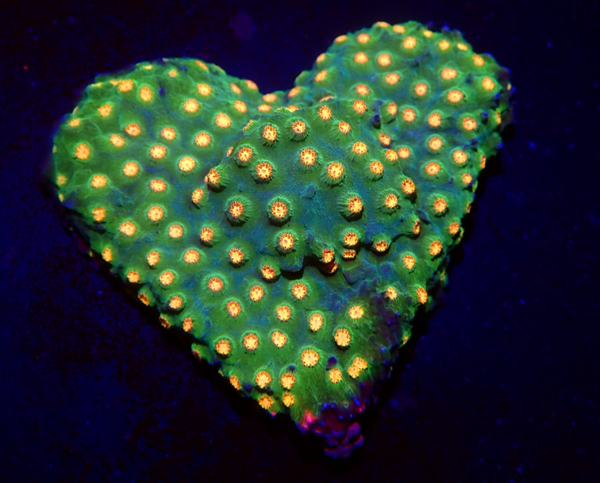 Cyphastrea spp WYSWG heart