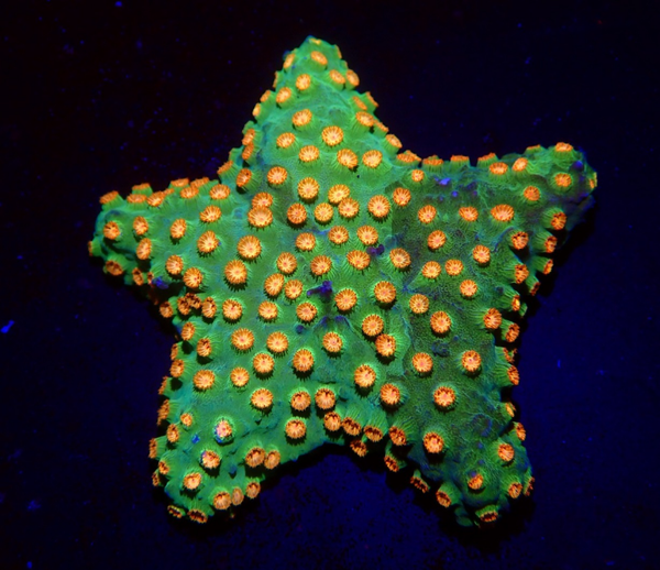 Cyphastrea spp WYSWG star