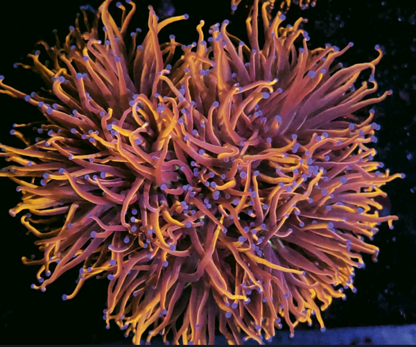 Euphyllia Glabrescens XXL GOLD WYSWG