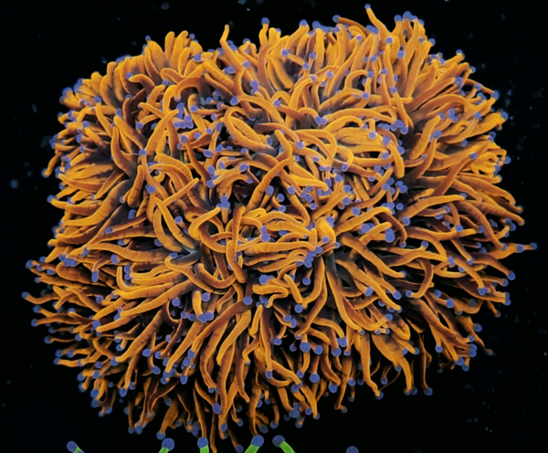 Euphyllia Glabrescens XXXL GOLD ULTRA WYSWG