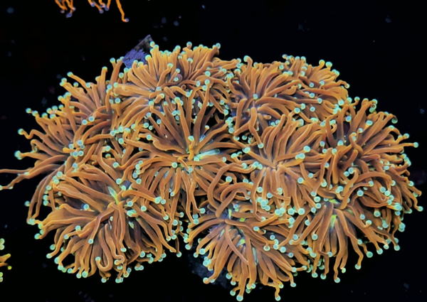 Euphyllia Glabrescens XXXL HELLFIRE WYSWG