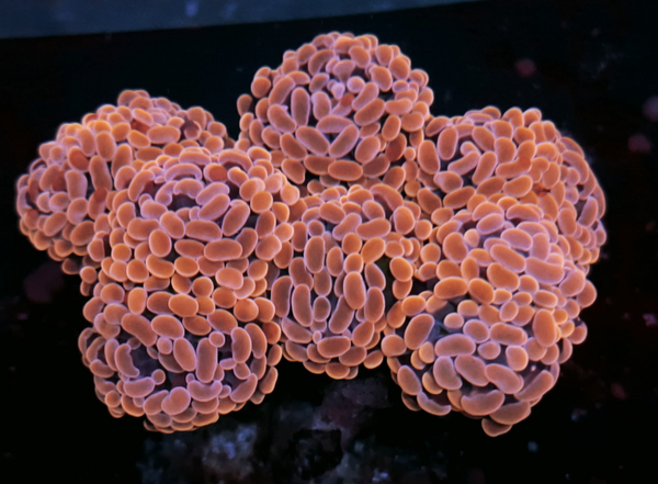Euphyllia Paraancora Red/Orange 9 heads! - WYSWG