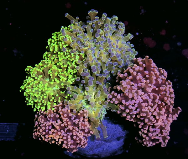 Euphyllia Paradivisa Mix Garden 8 heads - WYSWG
