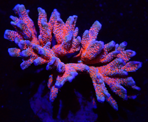 Montipora ultra - XXL - WYSWG