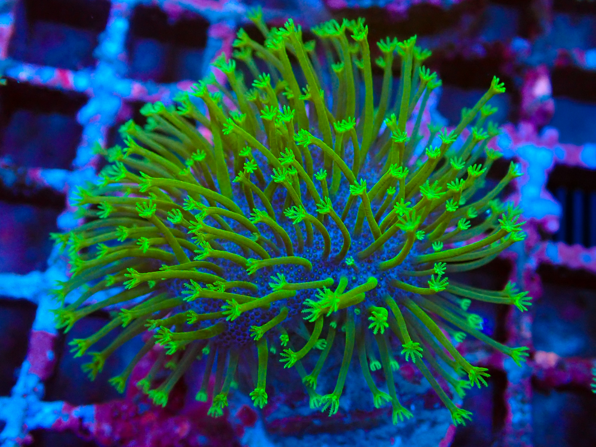 Weeping Willow sarco frag