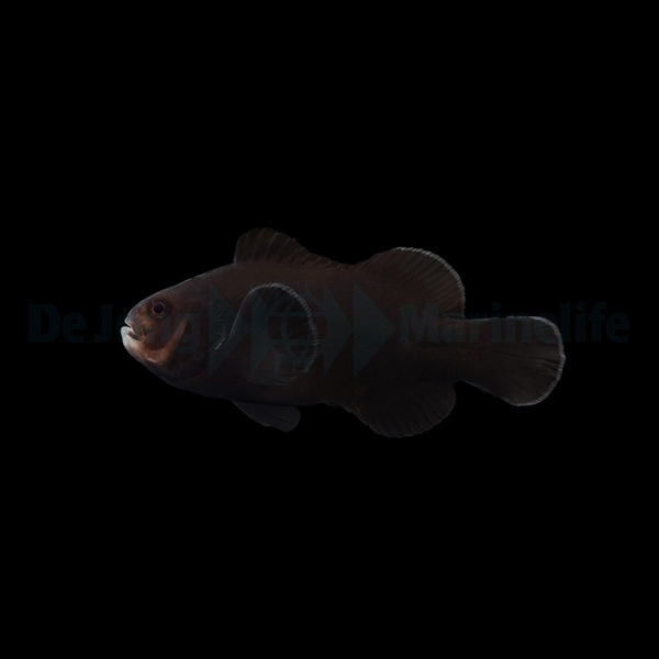 Amphiprion ocellaris (Midnight) - DJM Bred