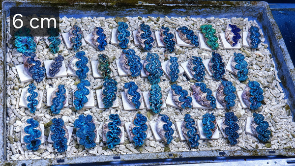 Tridacna maxima (Blue)