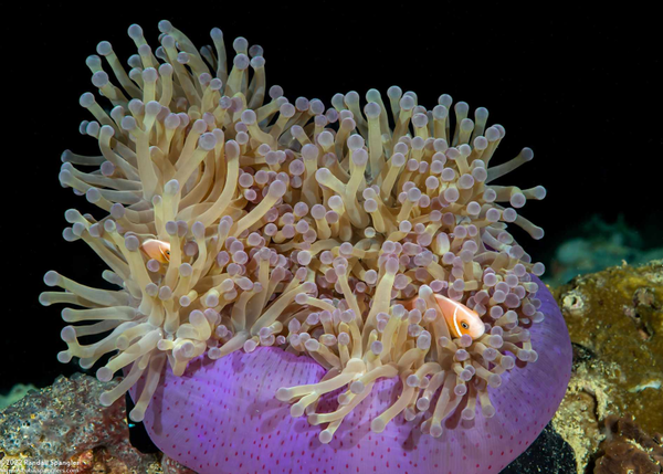 heteractis magnifica
