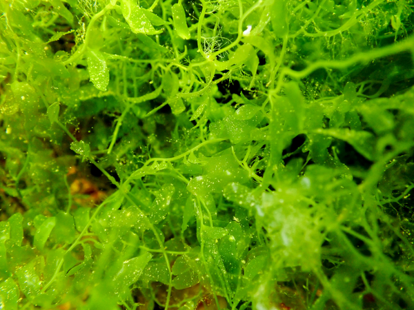 Caulerpa sp. (Per Portion)