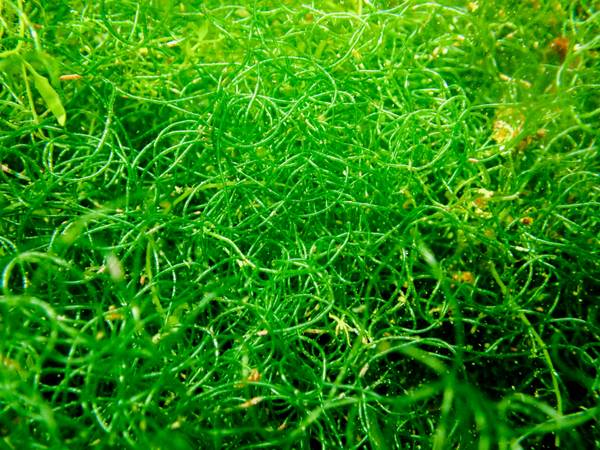 Chaetomorpha sp. (Per Portion)