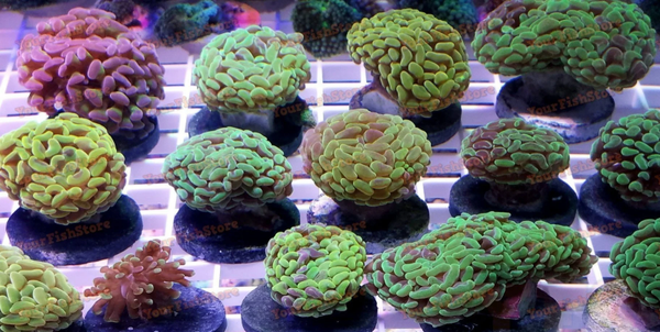Assorted hammer coral frag (per head)