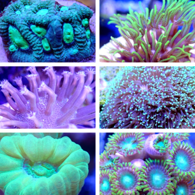 Assorted frags (SPS/LPS)