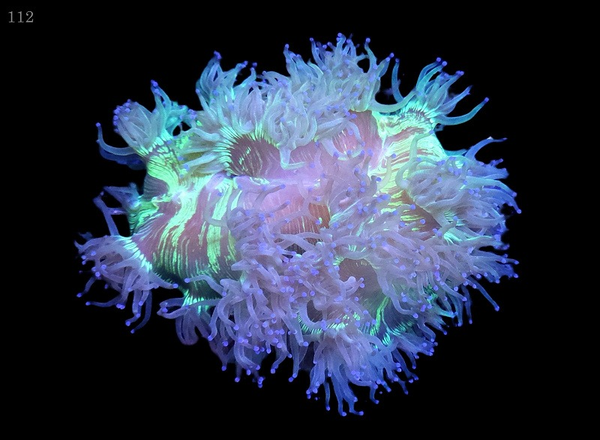 Catalaphyllia Jardinei Indonesia - XXL - WYSWG